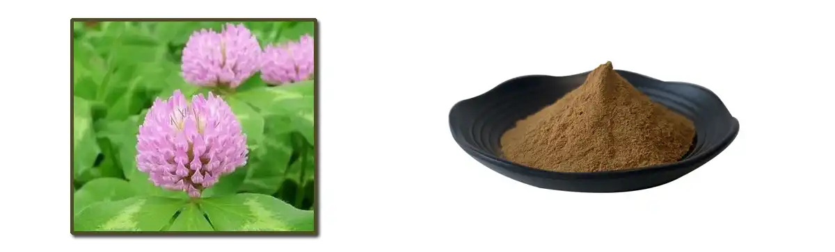 Red Clover Flower Extract.jpg